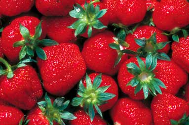 
Berries are one of the best sources of anthocyanins, a class of natural compounds protective against cancer and cardiovascular disease.
